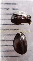  Seeds